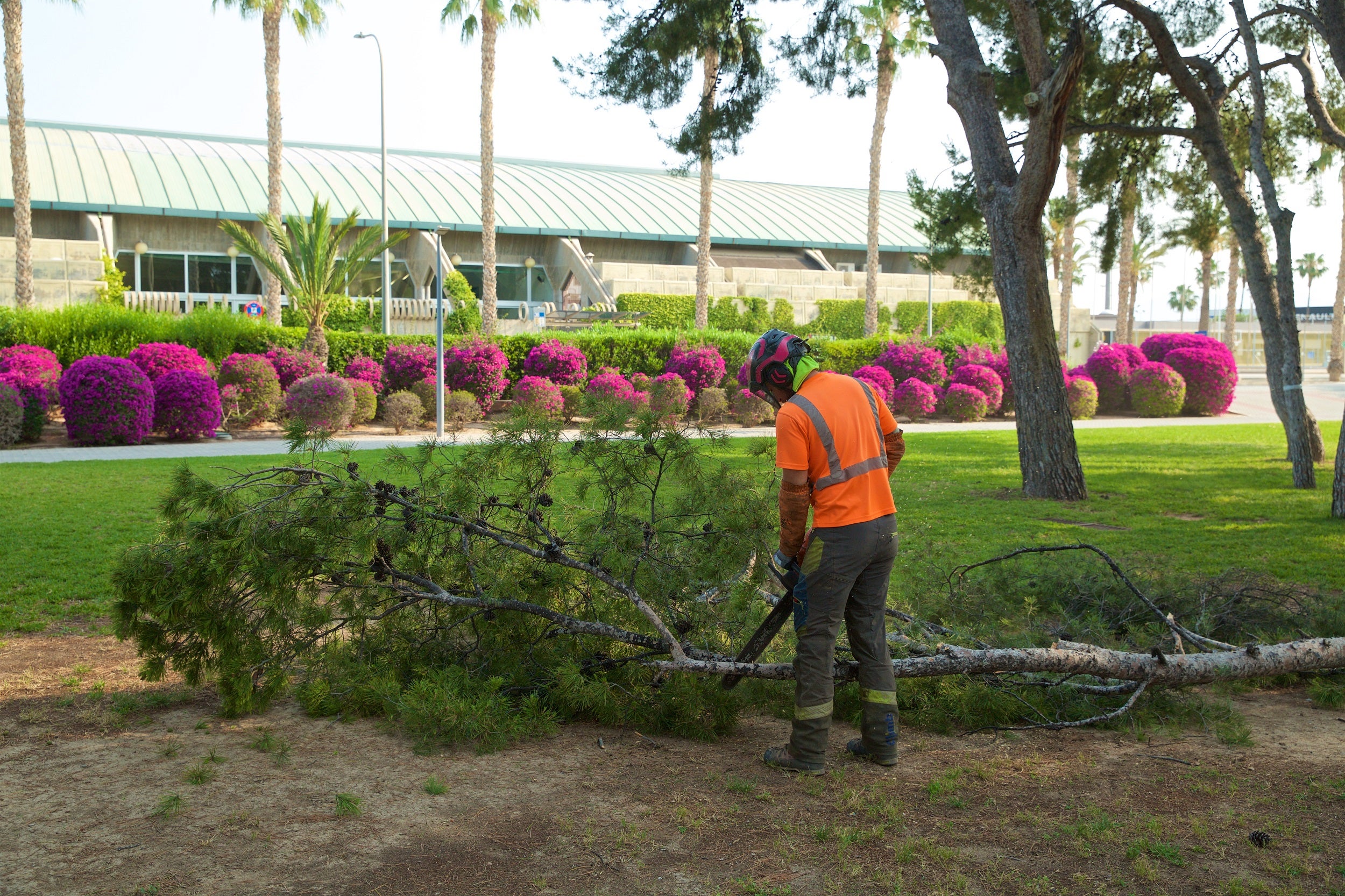 La UA se ve obligada a talar algunos de los árboles del campus para garantizar la seguridad La UA se ve obligada a talar algunos de los árboles del campus para garantizar la seguridad