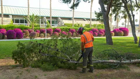 Un operario cortando uno de los árboles Un operario cortando uno de los árboles