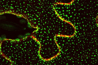 Investigadores de la UMA revelan un nuevo mecanismo molecular que permite a las plantas sobrevivir al estrés ambiental Investigadores de la UMA revelan un nuevo mecanismo molecular que permite a las plantas sobrevivir al estrés ambiental