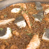 La Semana Gastronómica de la Ñora y el Langostino de Guardamar supera las expectativas con los seis menús ofertados La Semana Gastronómica de la Ñora y el Langostino de Guardamar supera las expectativas con los seis menús ofertados