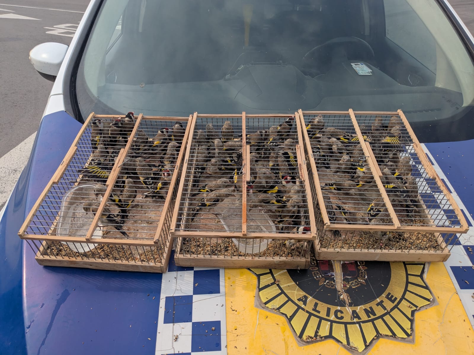 Detenido en Alicante un hombre por querer llevar a Argelia 83 jilgueros Detenido en Alicante un hombre por querer llevar a Argelia 83 jilgueros