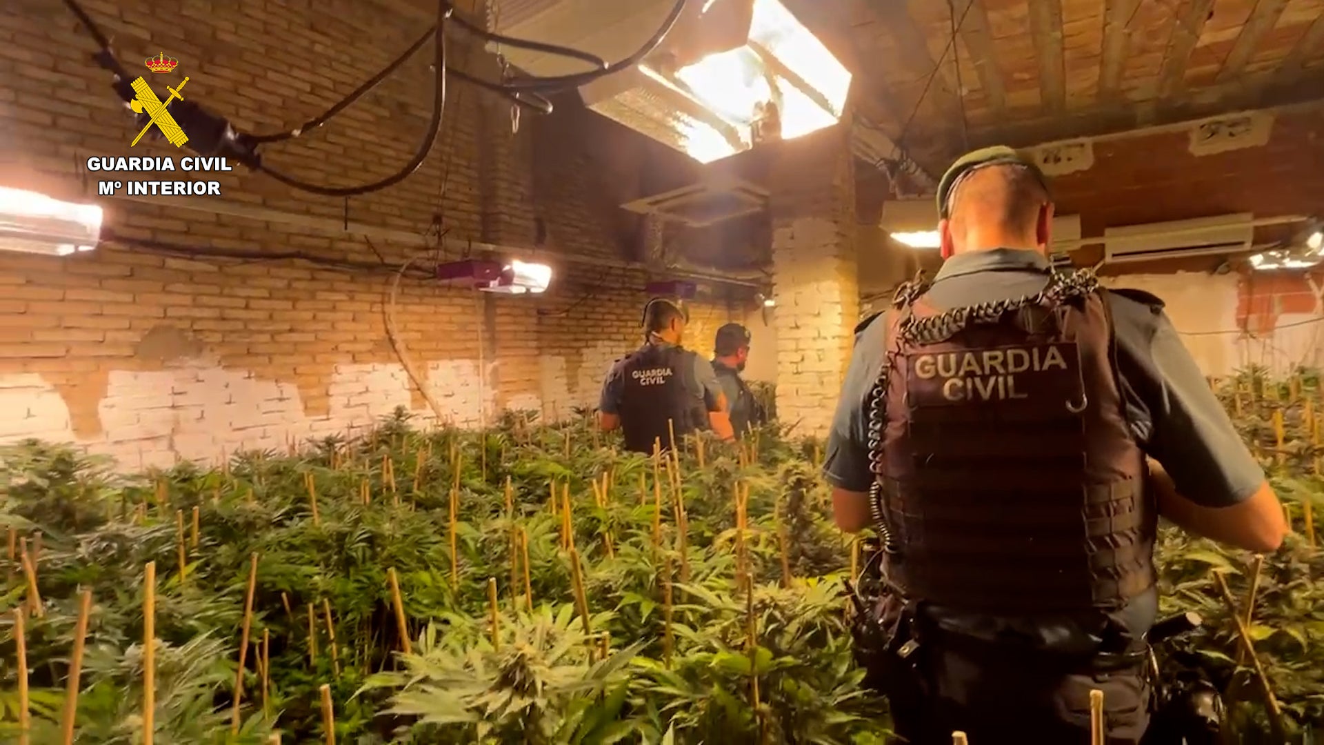 La Guardia Civil desmantela una docena de plantaciones de marihuana en la Ribera Alta La Guardia Civil desmantela una docena de plantaciones de marihuana en la Ribera Alta