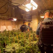 La Guardia Civil desmantela una docena de plantaciones de marihuana en la Ribera Alta