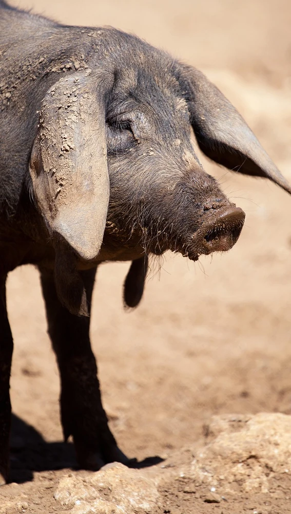 Cerdo ibérico Cerdo ibérico