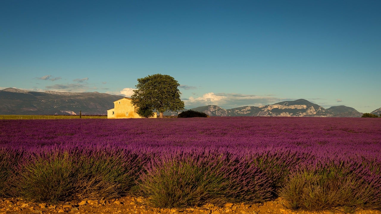 La Provenza, entre postimpresionistas y campos de lavanda La Provenza, entre postimpresionistas y campos de lavanda