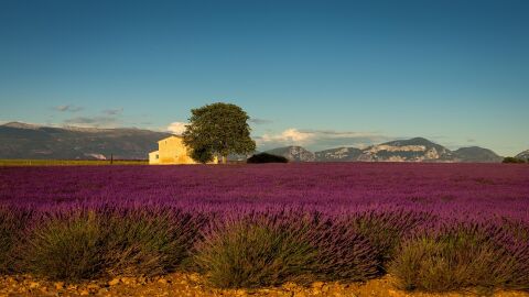 Campos de lavanda en la Provenza