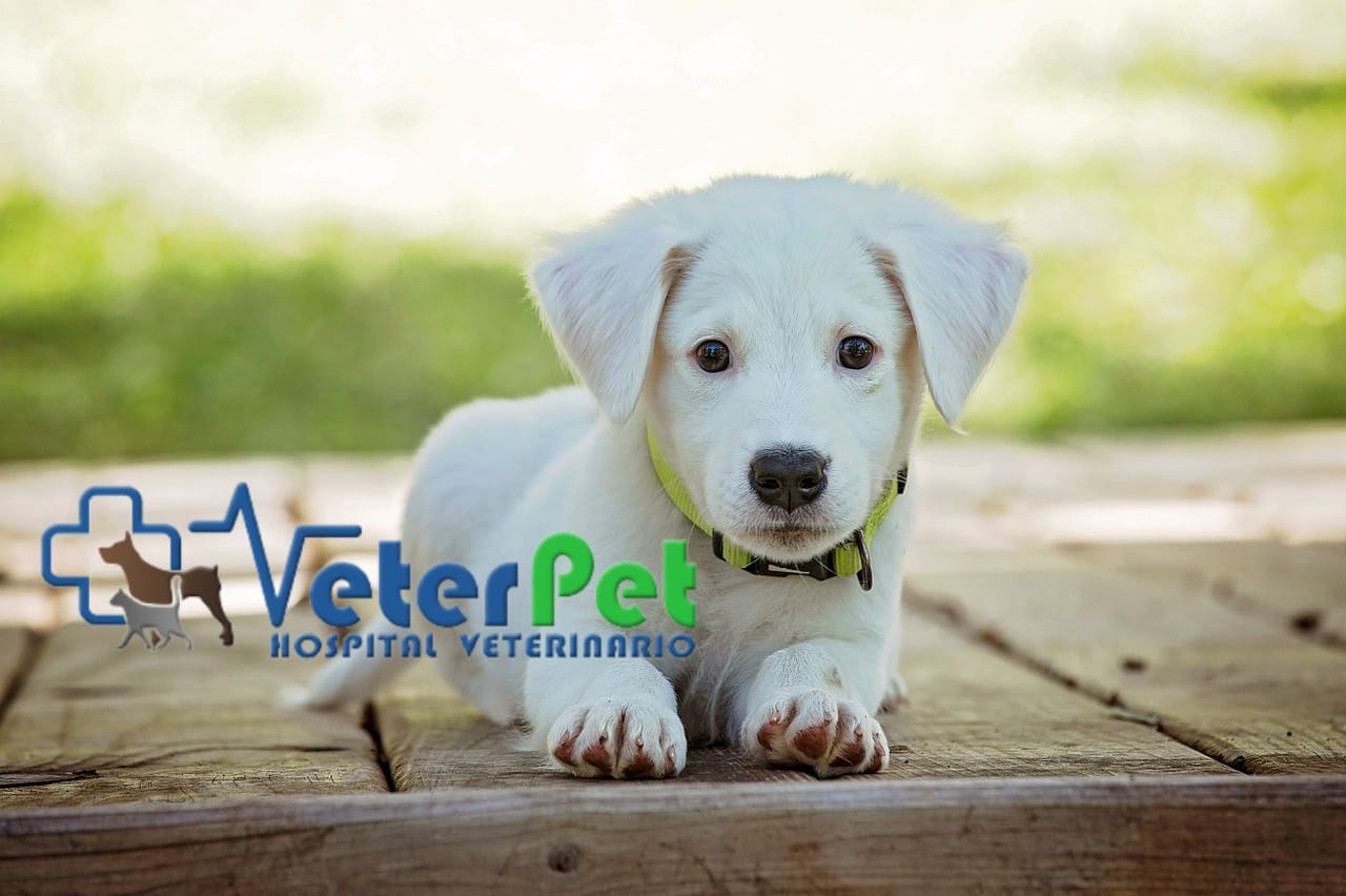 ¿Por qué mi perro se lame tanto las patas? El adiestrador Ángel Osuna revela las posibles causas ¿Por qué mi perro se lame tanto las patas? El adiestrador Ángel Osuna revela las posibles causas