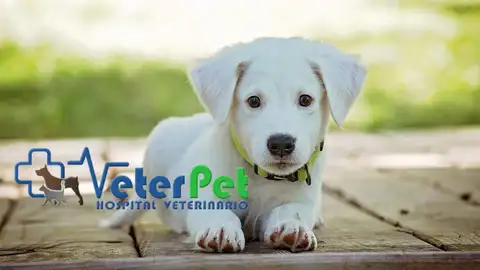 ¿Por qué mi perro se lame tanto las patas? El adiestrador Ángel Osuna revela las posibles causas ¿Por qué mi perro se lame tanto las patas? El adiestrador Ángel Osuna revela las posibles causas