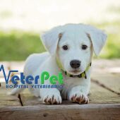 ¿Por qué mi perro se lame tanto las patas? El adiestrador Ángel Osuna revela las posibles causas