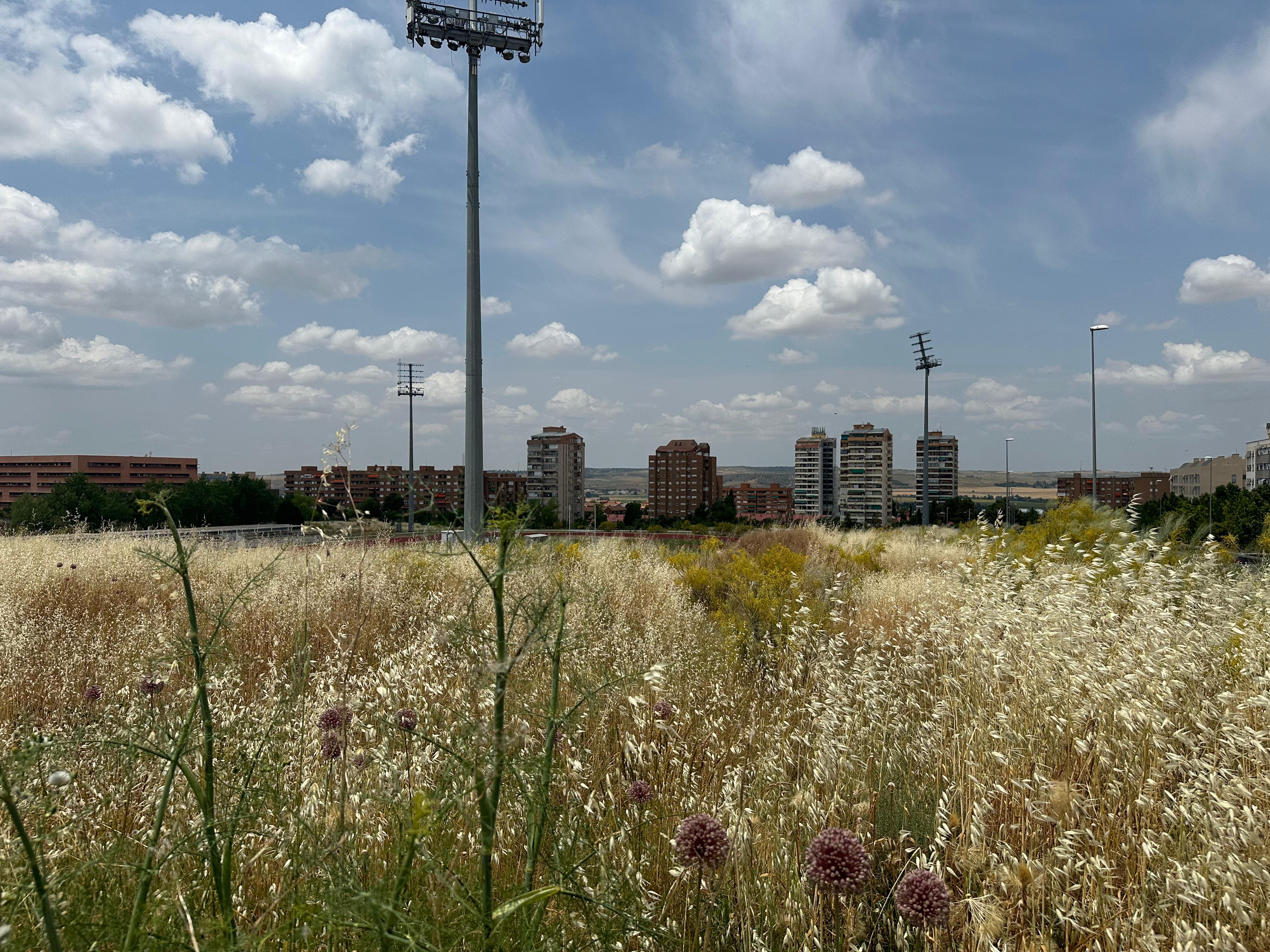 Aseguran que los desbroces en Toledo no llegan a todos los barrios Aseguran que los desbroces en Toledo no llegan a todos los barrios