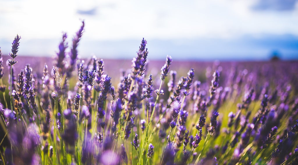 Una jornada analiza la crisis en el sector de la lavanda Una jornada analiza la crisis en el sector de la lavanda