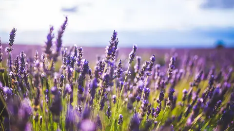 Una jornada analiza la crisis en el sector de la lavanda Una jornada analiza la crisis en el sector de la lavanda