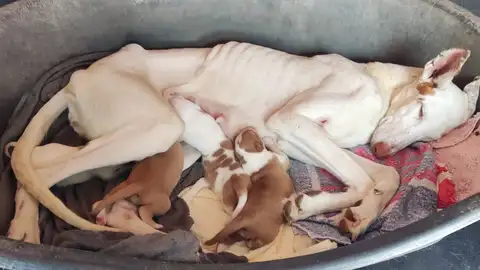 L’Alcora propone una multa de 51.000 euros por un grave caso de maltrato animal L’Alcora propone una multa de 51.000 euros por un grave caso de maltrato animal