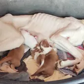 L’Alcora propone una multa de 51.000 euros por un grave caso de maltrato animal L’Alcora propone una multa de 51.000 euros por un grave caso de maltrato animal