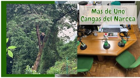 Ejemplar joven de oso en las cercan&iacute;as de Cangas