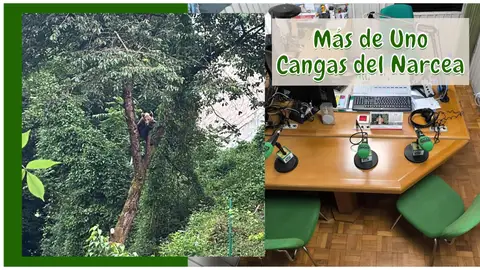 Ejemplar joven de oso en las cercanías de Cangas Ejemplar joven de oso en las cercanías de Cangas