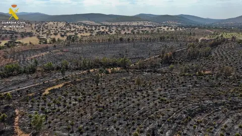 Cuatro detenidos por provocar un incendio forestal en la Sierra de Manchita por negligencia y huir sin avisar Cuatro detenidos por provocar un incendio forestal en la Sierra de Manchita por negligencia y huir sin avisar