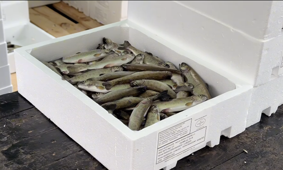 Logroño celebra el Voto de San Bernabé repartiendo 26.000 raciones de pez, pan y vino Logroño celebra el Voto de San Bernabé repartiendo 26.000 raciones de pez, pan y vino