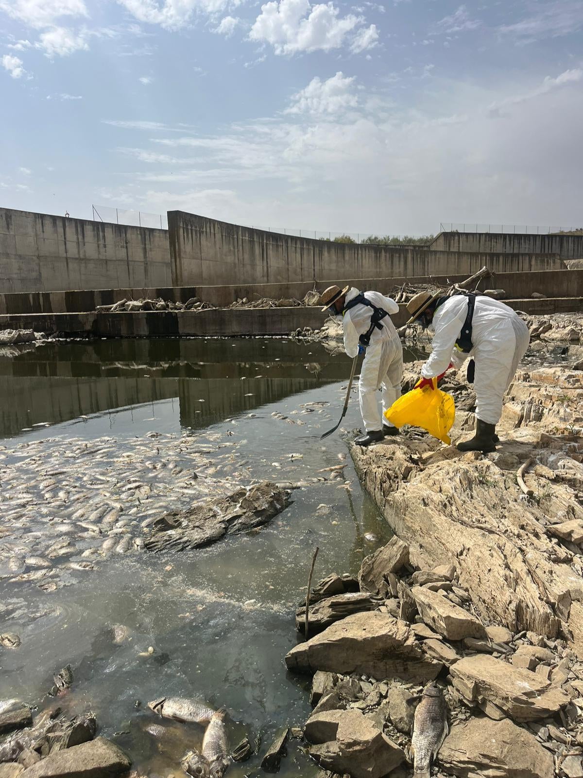 La Confederación Hidrográfica del Guadiana retira peces muertos del embalse de Los Molinos del Matachel La Confederación Hidrográfica del Guadiana retira peces muertos del embalse de Los Molinos del Matachel