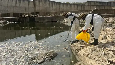 La Confederación Hidrográfica del Guadiana retira peces muertos del embalse de Los Molinos del Matachel La Confederación Hidrográfica del Guadiana retira peces muertos del embalse de Los Molinos del Matachel