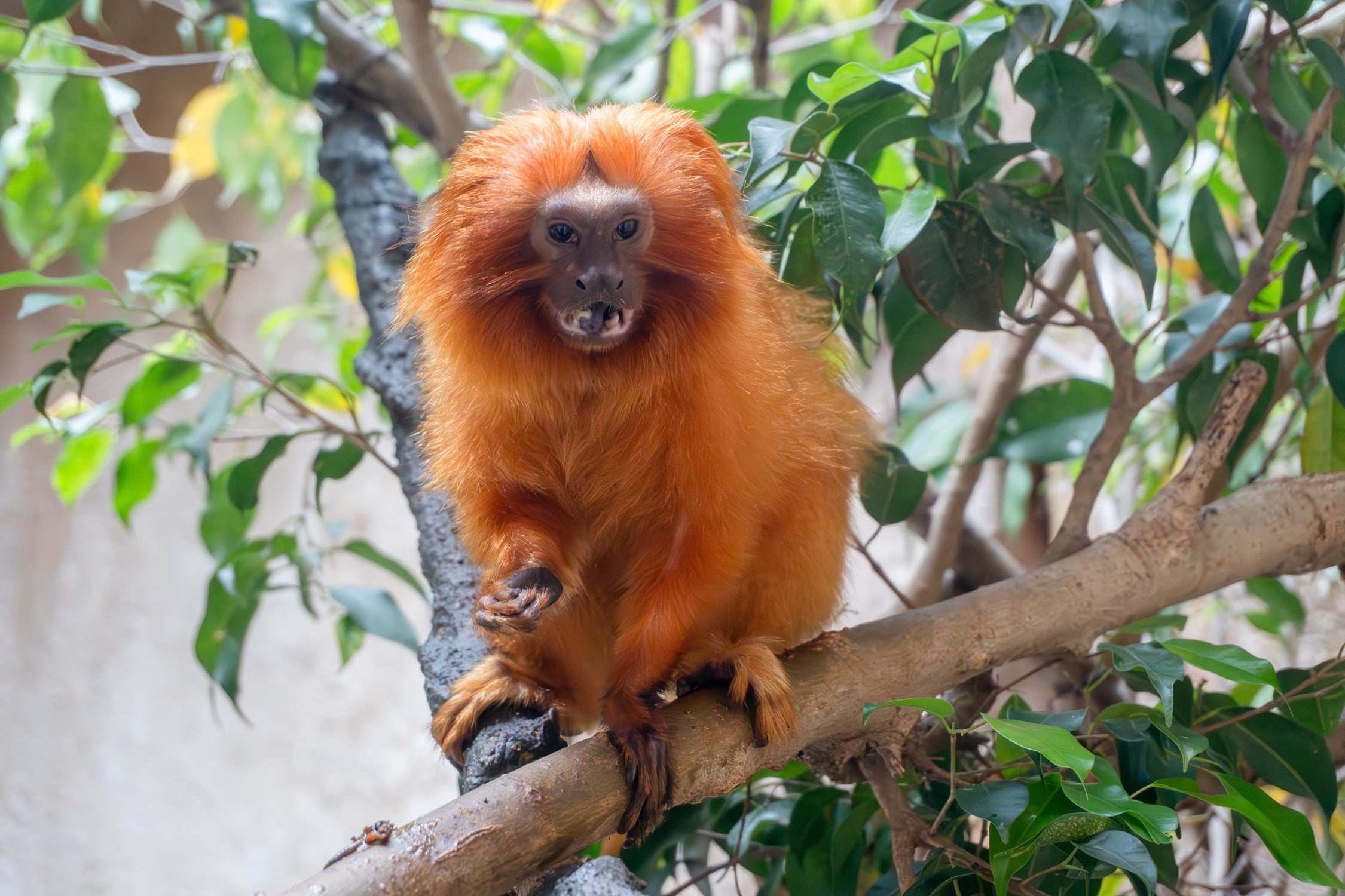 El tití león dorado, símbolo de la conservación en Brasil, encuentra un nuevo aliado en BIOPARC Fuengirola El tití león dorado, símbolo de la conservación en Brasil, encuentra un nuevo aliado en BIOPARC Fuengirola