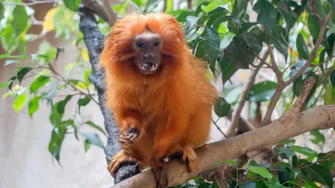 El tití león dorado, símbolo de la conservación en Brasil, encuentra un nuevo aliado en BIOPARC Fuengirola El tití león dorado, símbolo de la conservación en Brasil, encuentra un nuevo aliado en BIOPARC Fuengirola
