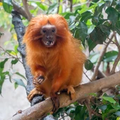 El tití león dorado, símbolo de la conservación en Brasil, encuentra un nuevo aliado en BIOPARC Fuengirola El tití león dorado, símbolo de la conservación en Brasil, encuentra un nuevo aliado en BIOPARC Fuengirola