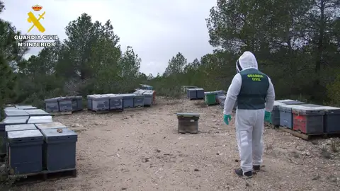 Un detenido por el hurto de cajas de colmenas apícolas en Aýna Un detenido por el hurto de cajas de colmenas apícolas en Aýna