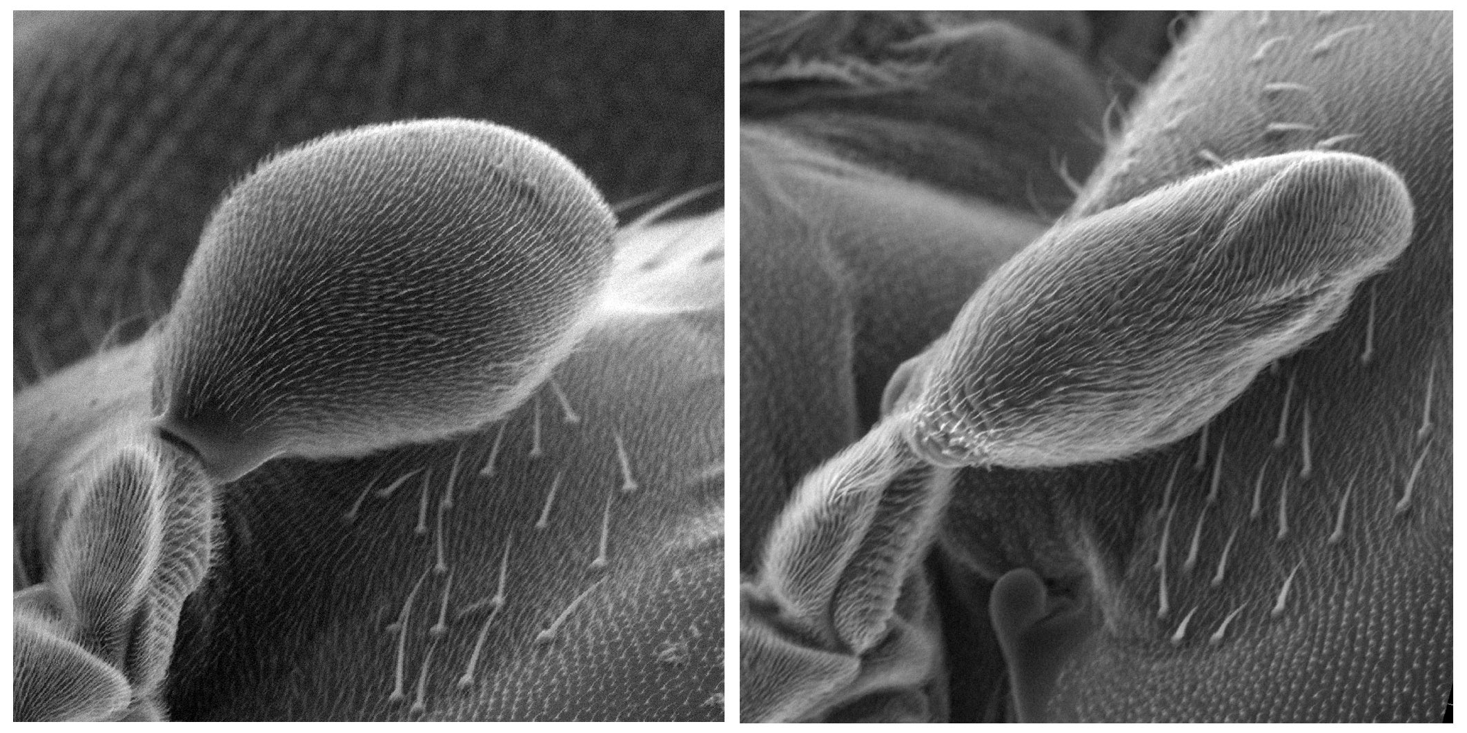 Un estudio del Instituto de Neurociencias de la UMH de Elche revela cómo se moldea la estructura que permite volar a las moscas Un estudio del Instituto de Neurociencias de la UMH de Elche revela cómo se moldea la estructura que permite volar a las moscas