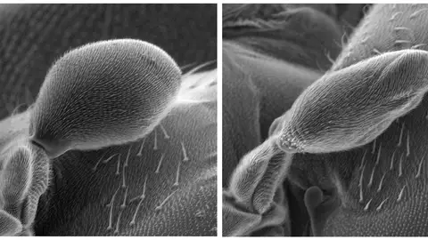 Imagen del halterio en una mosca. Imagen del halterio en una mosca.