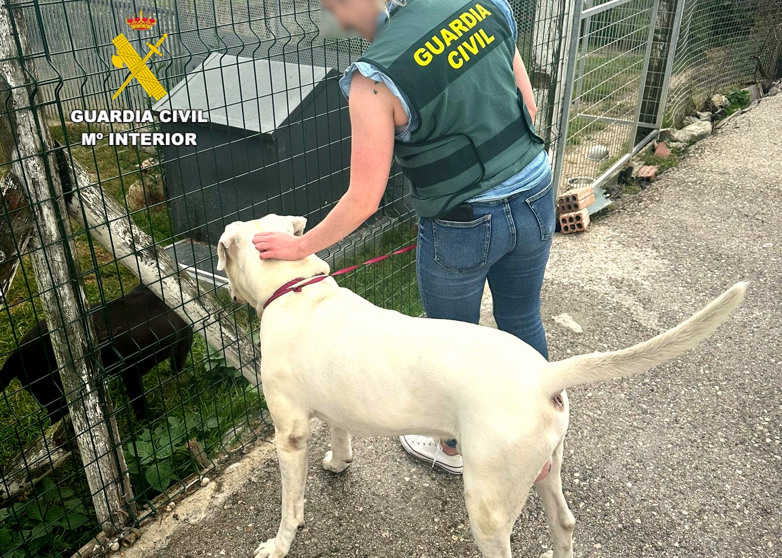 Investigado por la "brutal agresión" propinada a su perro Investigado por la "brutal agresión" propinada a su perro