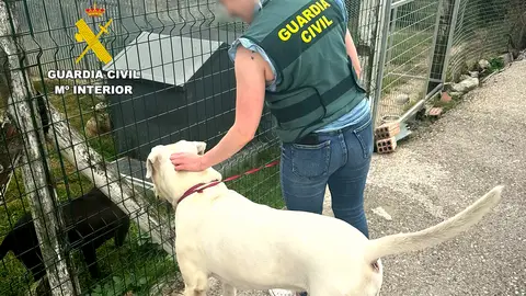 Una agente de la Guardia Civil con el perro, de raza Dogo Argentino, agredido por su dueño Una agente de la Guardia Civil con el perro, de raza Dogo Argentino, agredido por su dueño