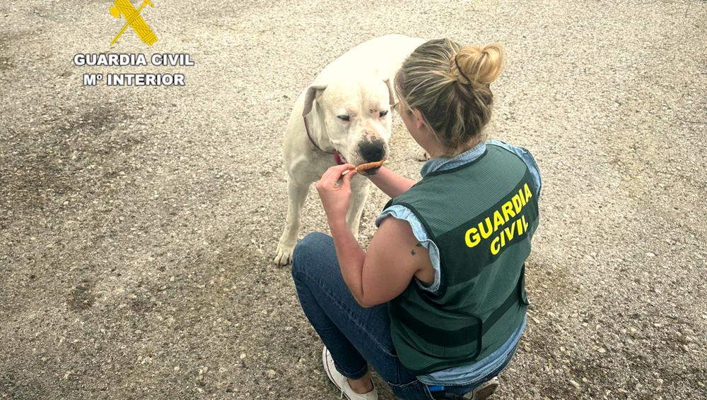 Una agente de la Guardia Civil con el perro, de raza Dogo Argentino, agredido por su dueño Una agente de la Guardia Civil con el perro, de raza Dogo Argentino, agredido por su dueño