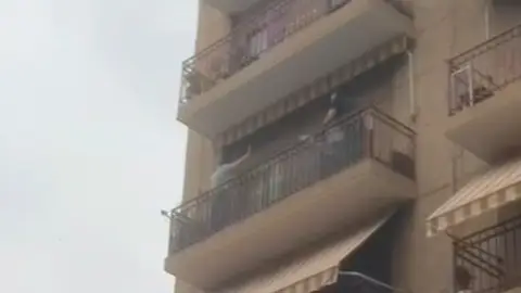 Momento de la actuación policial en Elche. Momento de la actuación policial en Elche.