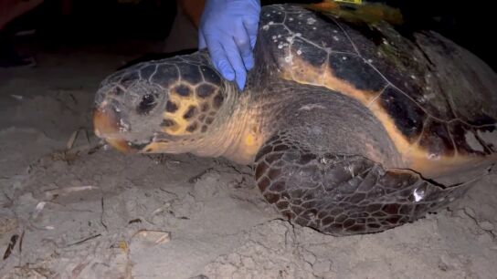 La playa de Dénia registra el primer nido de tortuga de la temporada