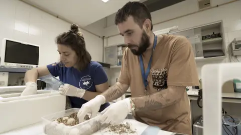 La playa de Dénia registra el primer nido de tortuga de la temporada con 116 huevos La playa de Dénia registra el primer nido de tortuga de la temporada con 116 huevos