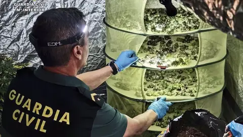 Detenida una pareja como presuntos responsables de una plantación de marihuana en Villalba de los Barros Detenida una pareja como presuntos responsables de una plantación de marihuana en Villalba de los Barros