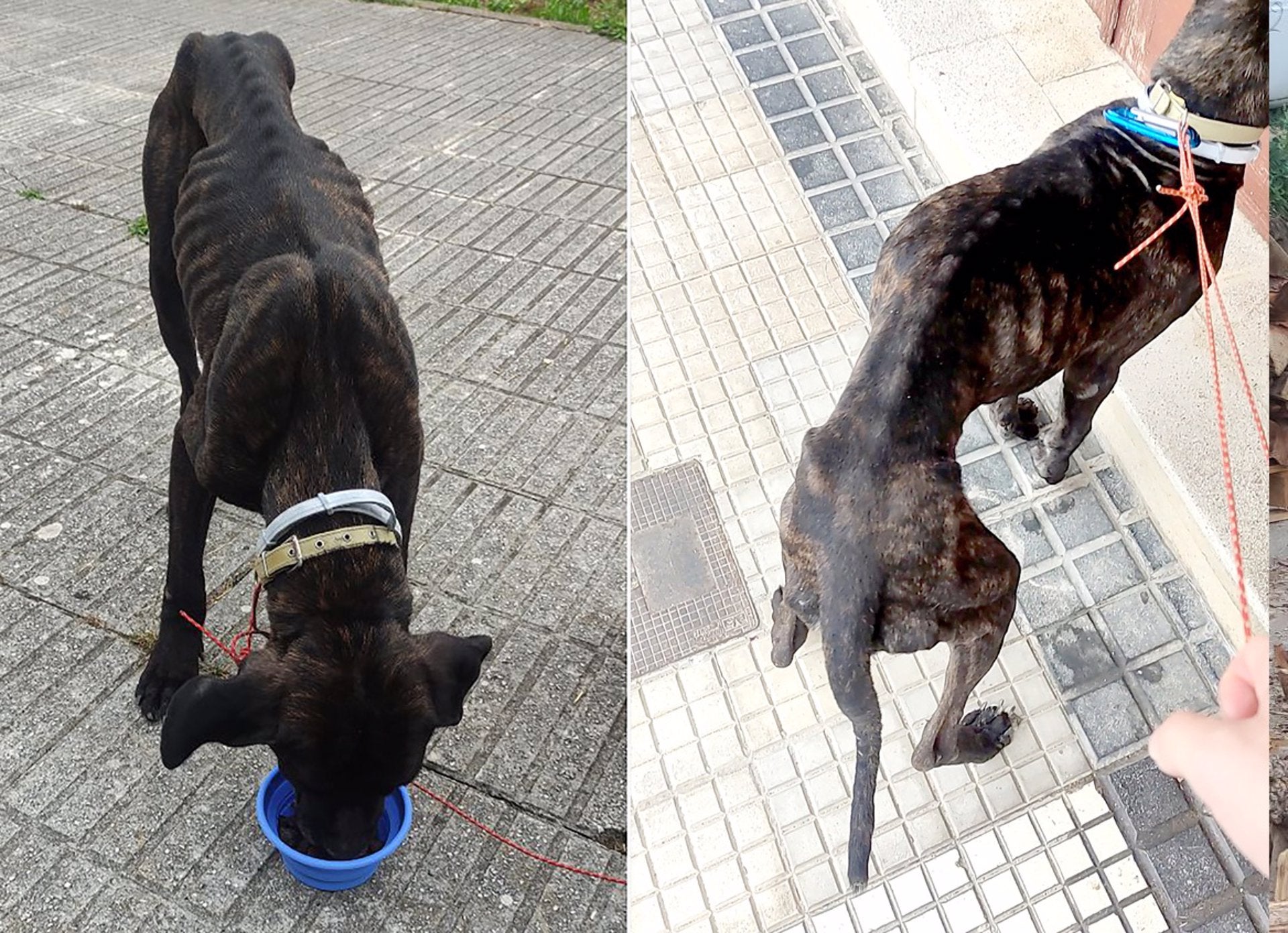 Condenan a dos meses de multa a un vecino de Liendo por abandonar a su perro Condenan a dos meses de multa a un vecino de Liendo por abandonar a su perro