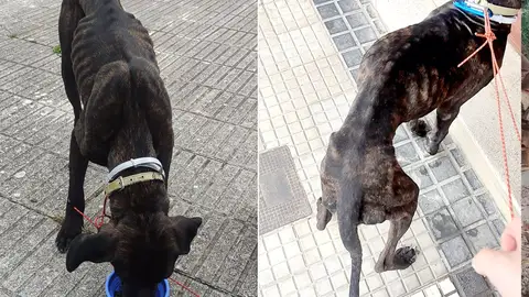 Perro del que se hizo cargo El Refugio, tras ser encontrado por un peregrino en Liendo. La protectora denunció por maltrato animal al dueño, para el que pide 18 meses de prisión Perro del que se hizo cargo El Refugio, tras ser encontrado por un peregrino en Liendo. La protectora denunció por maltrato animal al dueño, para el que pide 18 meses de prisión