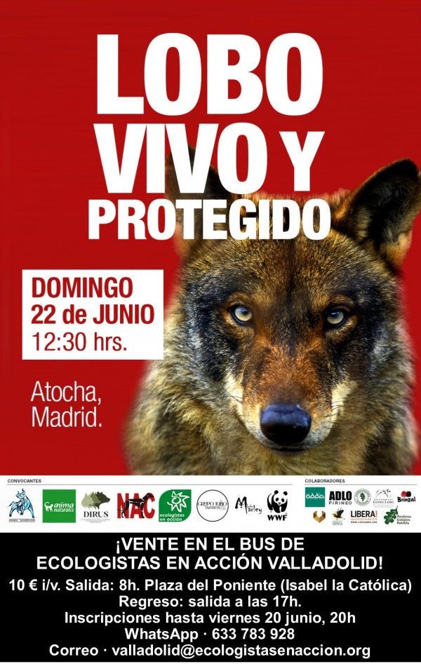 Colectivos ecologistas fletan un autobús para participar desde Extremadura en la manifestación en Madrid por el lobo Colectivos ecologistas fletan un autobús para participar desde Extremadura en la manifestación en Madrid por el lobo