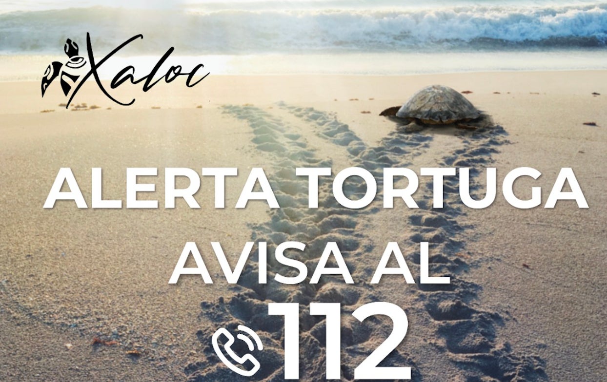 Alerta tortuga por la presencia de ejemplares en playas de la comarca al comienzo de la temporada de nidificación Alerta tortuga por la presencia de ejemplares en playas de la comarca al comienzo de la temporada de nidificación