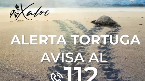 Alerta tortuga por la presencia de ejemplares en playas de la comarca al comienzo de la temporada de nidificación Alerta tortuga por la presencia de ejemplares en playas de la comarca al comienzo de la temporada de nidificación