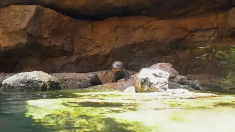 Las tres crías de nutria gigante nacidas en abril comienzan a explorar la ría exterior de su recinto en Bioparc Fuengirola Las tres crías de nutria gigante nacidas en abril comienzan a explorar la ría exterior de su recinto en Bioparc Fuengirola