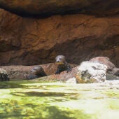 Las tres crías de nutria gigante nacidas en abril comienzan a explorar la ría exterior de su recinto en Bioparc Fuengirola