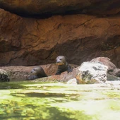 Las tres crías de nutria gigante nacidas en abril comienzan a explorar la ría exterior de su recinto en Bioparc Fuengirola Las tres crías de nutria gigante nacidas en abril comienzan a explorar la ría exterior de su recinto en Bioparc Fuengirola