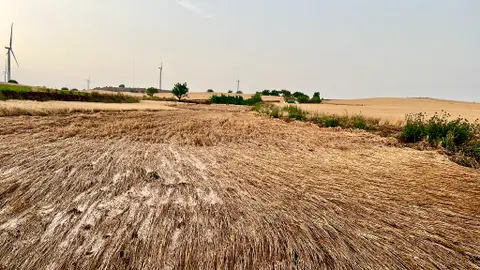 Parcela de cereal afectada por las tormentas Parcela de cereal afectada por las tormentas