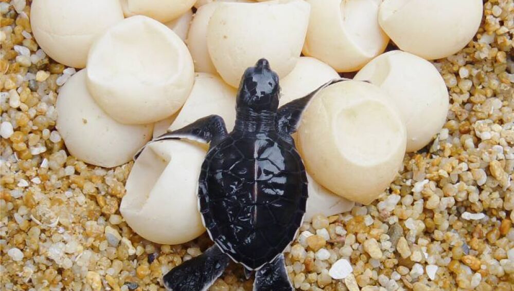 Alerta tortuga por la presencia de ejemplares en playas de la comarca al comienzo de la temporada de nidificación