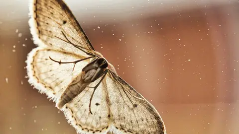 Una polilla Una polilla