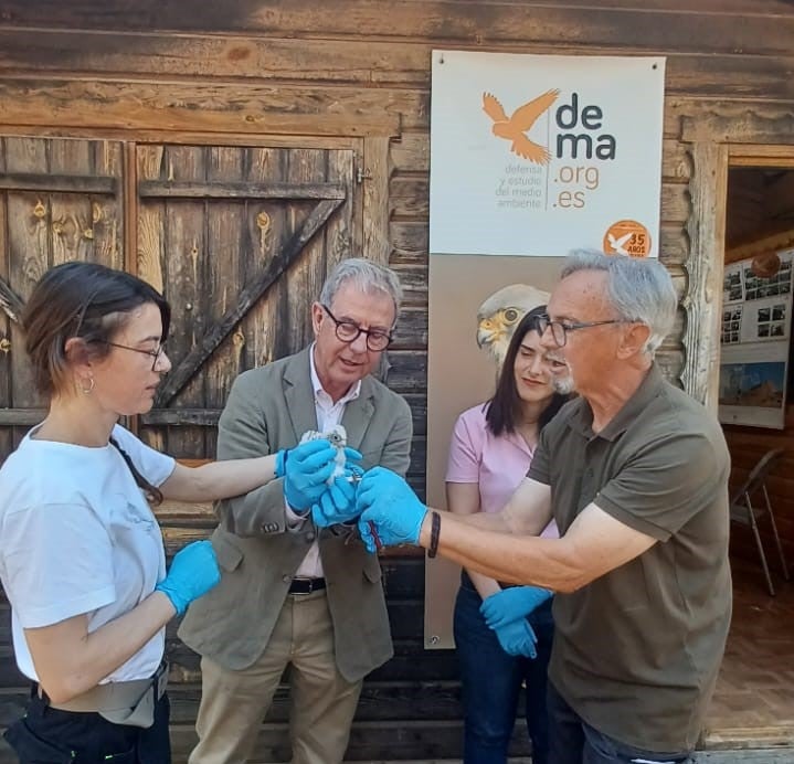 La Junta participa en la suelta de un cernícalo primilla en el centro de cría de Defensa y Estudio del Medioambiente de Almendralejo La Junta participa en la suelta de un cernícalo primilla en el centro de cría de Defensa y Estudio del Medioambiente de Almendralejo