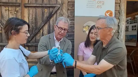 La Junta participa en la suelta de un cernícalo primilla en el centro de cría de Defensa y Estudio del Medioambiente de Almendralejo La Junta participa en la suelta de un cernícalo primilla en el centro de cría de Defensa y Estudio del Medioambiente de Almendralejo